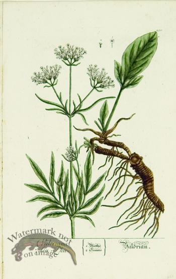 Blackwell German 011